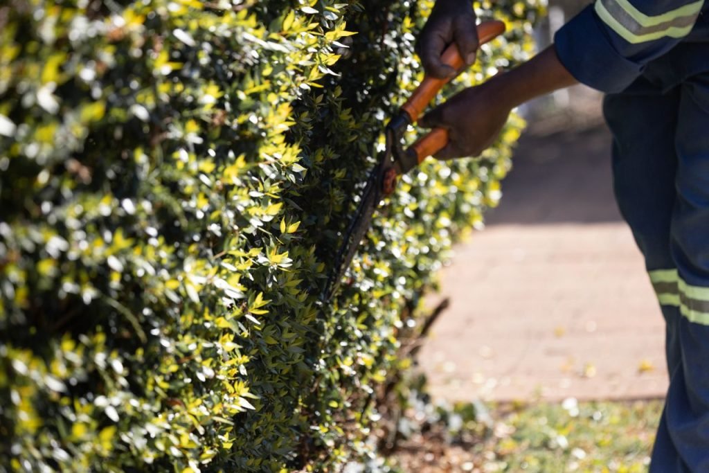 A person skillfully uses garden shears to trim a lush green hedge outdoors in sunlight.